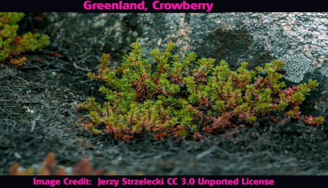 crowberry2, Greenland Jerzy Strzelecki 3.0.jpg
