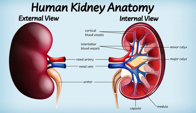 human-kidney-anatomy-diagram_1308-47317.jpg