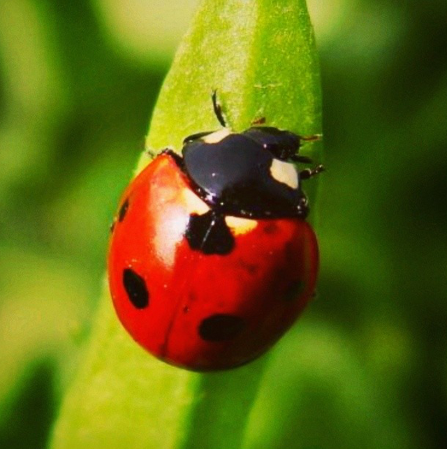 ladybug1.png