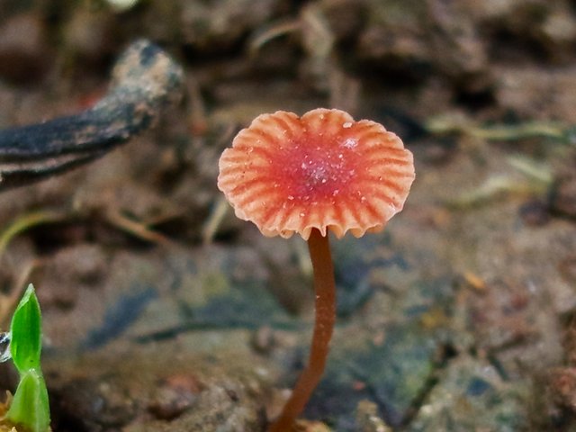 mashroom (4).jpg