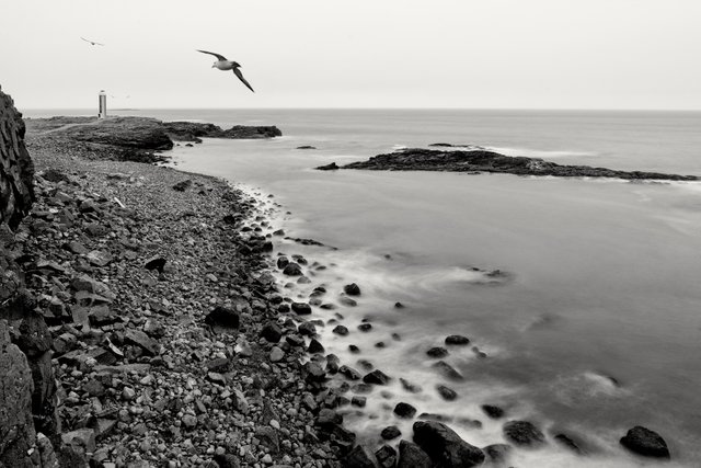 Lighthouse and birds-1.jpg