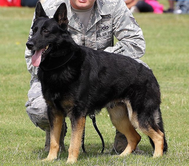 800px-Military_Working_Dog_-_American_Air_Day_2012_(7831960226).2.jpg