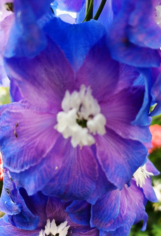 2 Delphinium elatum 1.jpg