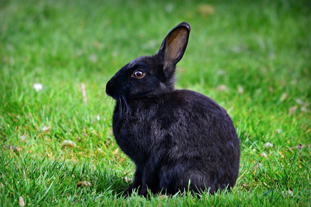 rabbit-4201218_1280.jpg