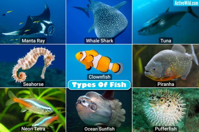 Types-Of-Fish-768x512.jpg