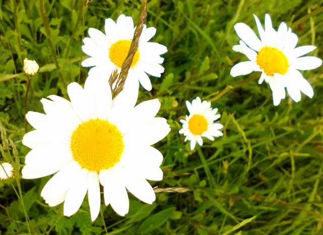 Flower Photography Daisy Hill Small Group Close-up 4 May 28 2017.jpg