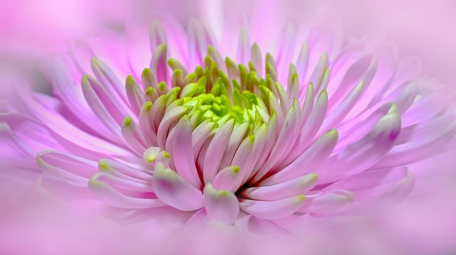 dahlia-999891_1280.jpg