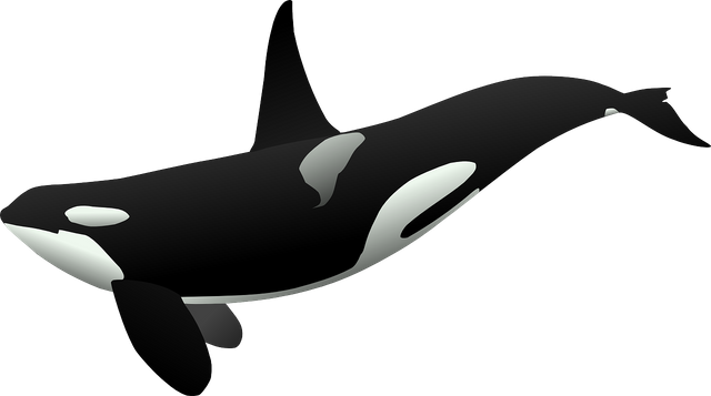 orca-23182_1280.png