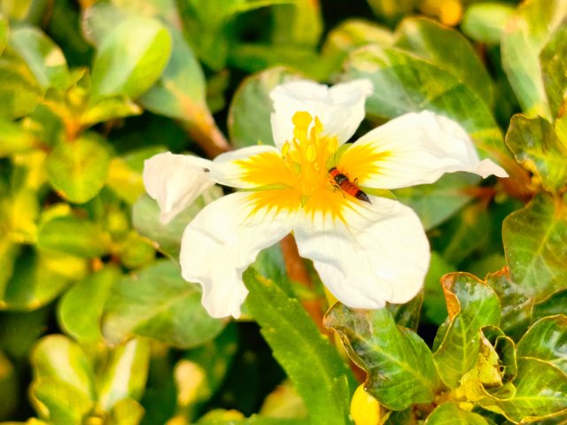 IMG-20250401-WA0004.