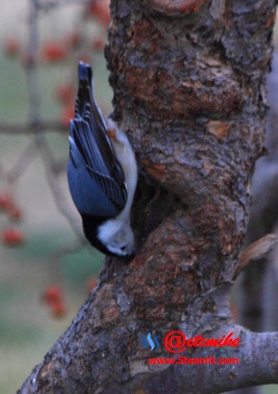 White-breasted Nuthatch PFW025.jpg