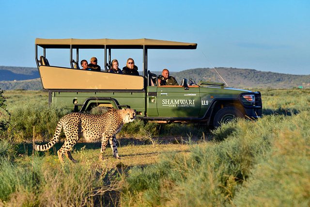 eastcape-lobengula-cheetah-900x600-2015_2-2.jpg