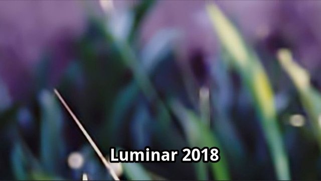 Luninar-2018.jpg