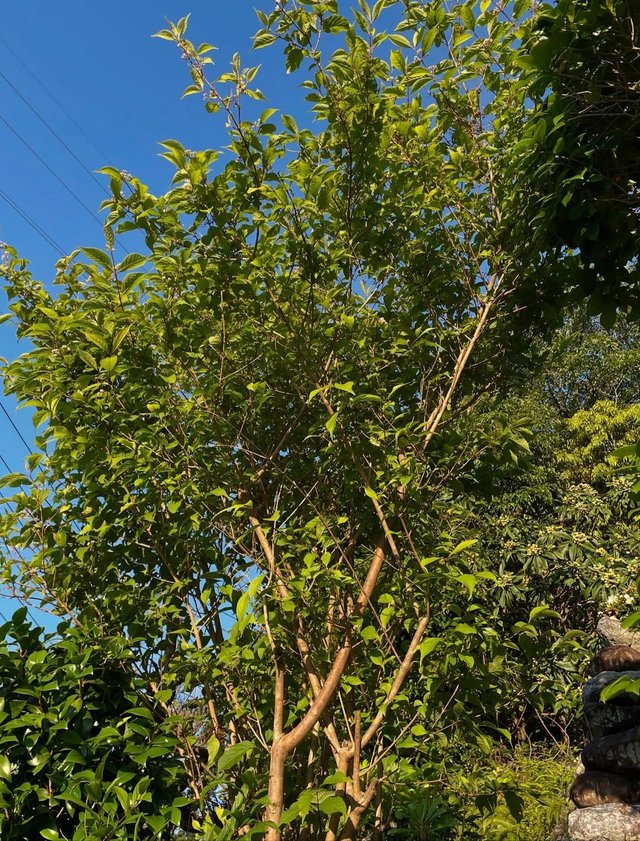 IMG_20250607_071802.jpg