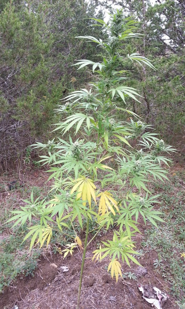 citrus_skunk_budstart2_full_plant900.jpg