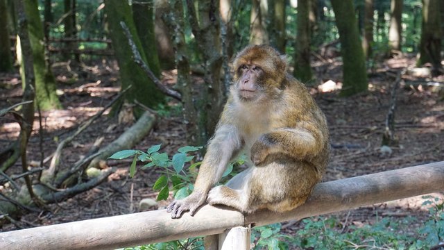 barbary-macaque-4453793_1280.jpg