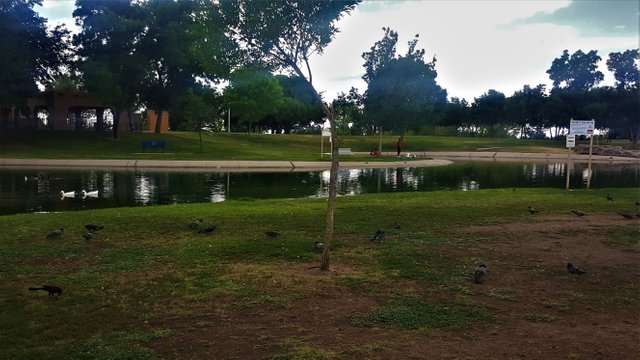 ducks_pigeons_grackle_young_park_las_cruces.jpg