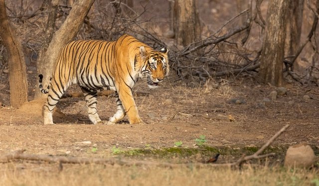 bengal-tiger-7676954_1280.jpg