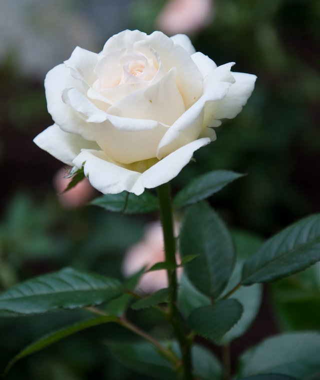 white_rose_ii_by_kuschelirmel_stock-d5oskn1(1).jpg