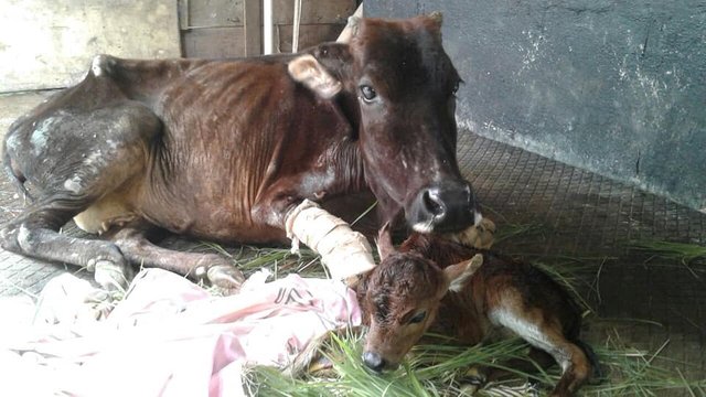 I - Radha slowly recovering at the Animal Care Trust, and happily giving birth to a lovel calf, christened Bheem. Due to her trauma and deteriorating condition after delivery, she peacefully slipped away to the other side  .jpg
