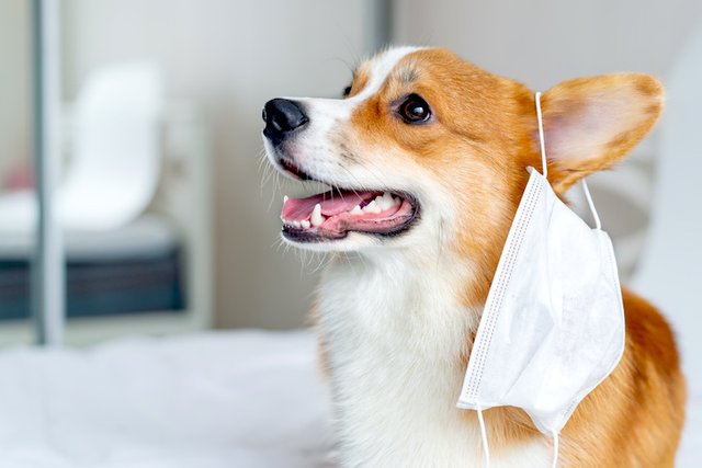 Pembroke-Welsh-Corgi-with-a-mask-hanging-from-its-ear.jpeg