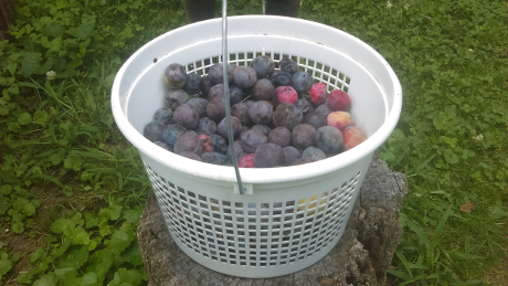 black-cherries-bucket-sm.png