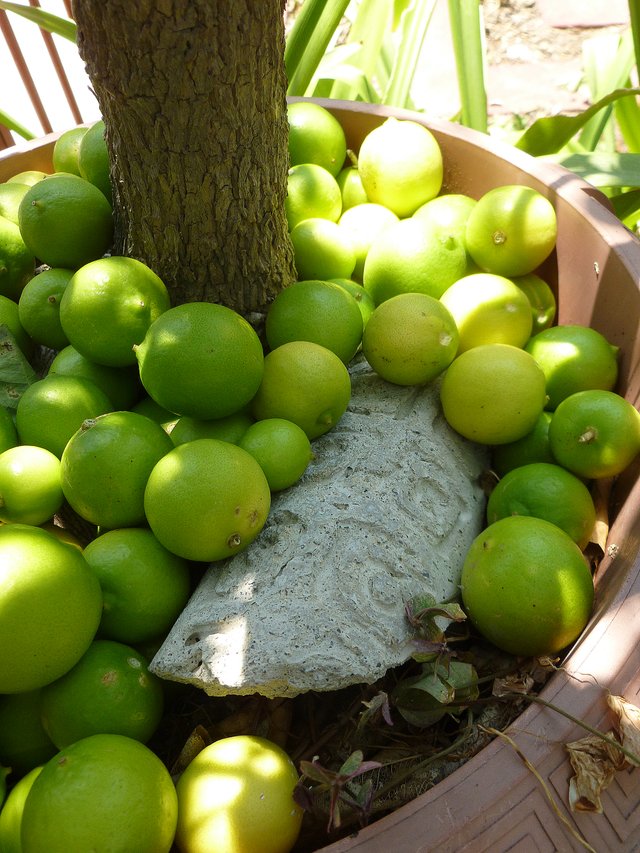 Limones3.jpg