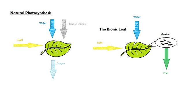 800px-Natural_Photosynthesis_vs_the_Bionic_Leaf.jpg