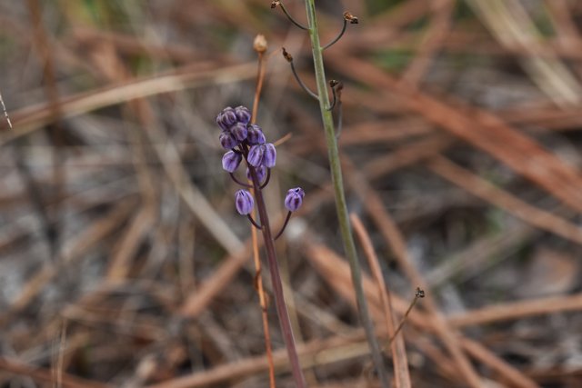 wild hyacinth Scilla monophyllos autumn 1.jpg