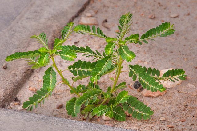 Stonebreaker - Phyllanthus niruri.jpg