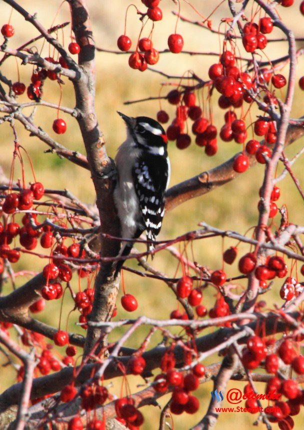 Downy Woodpecker IMG_0229.JPG