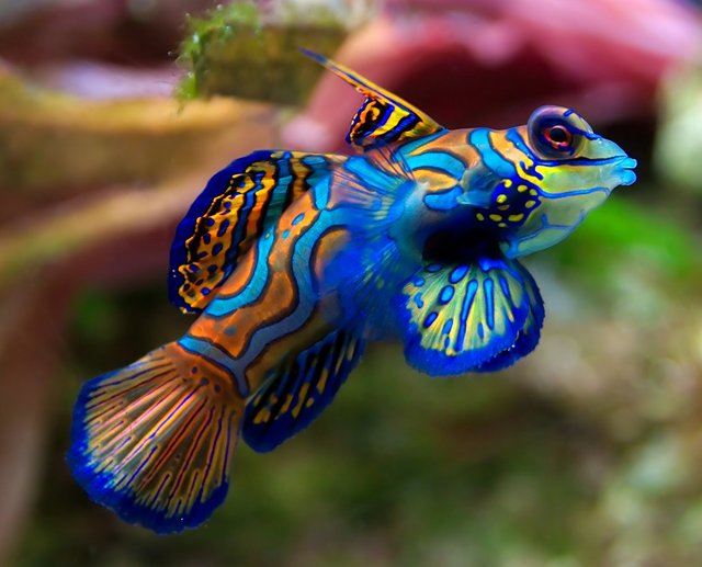 Peixes-Ornamentais-Azulao.jpg