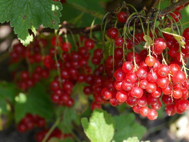 berries-2686747_1280.jpg