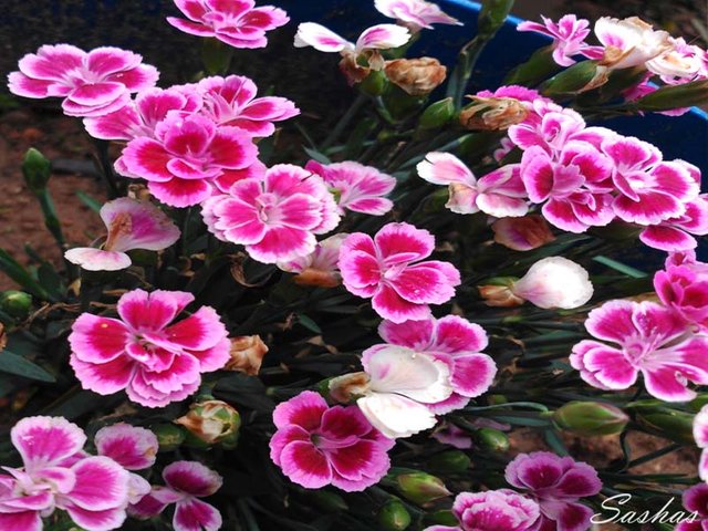 Dianthus-Pink Kisses.jpg