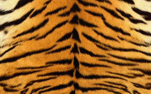 animals-tiger-skin-pattern-vertical-background-pctures.jpg