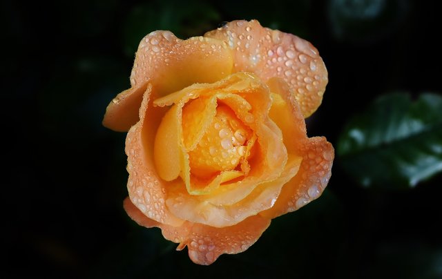 rose-1783961_1920.jpg