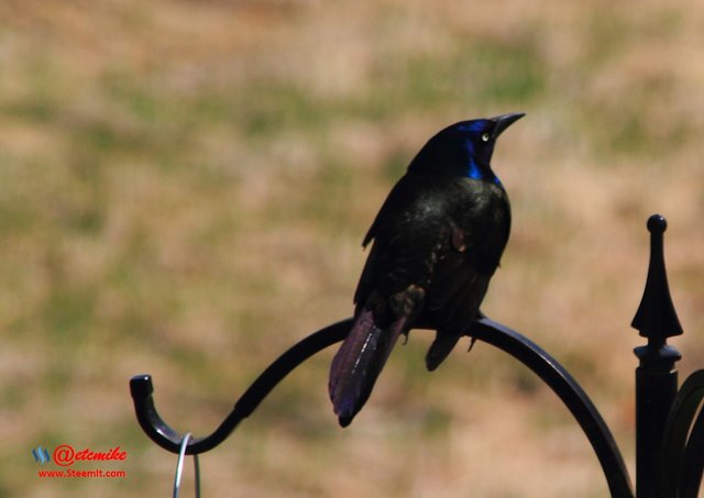 Common Grackle IMG_0112.JPG