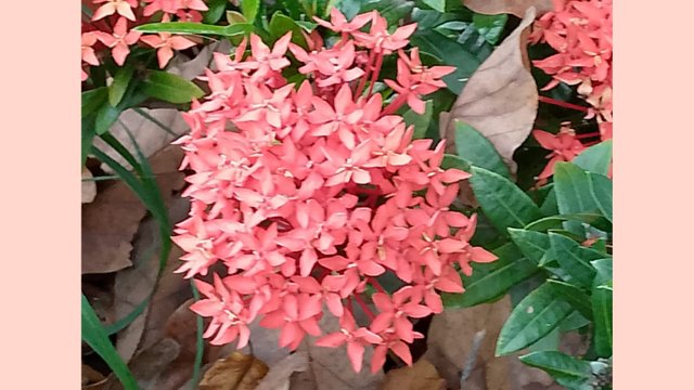 FotoGrid_20250606_192512082.jpg