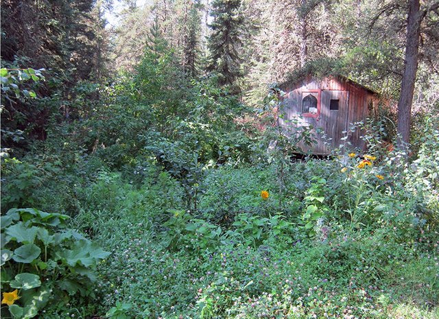 my forest garden with garden shed.JPG