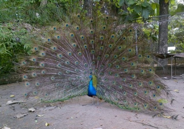 Pavo2.jpg