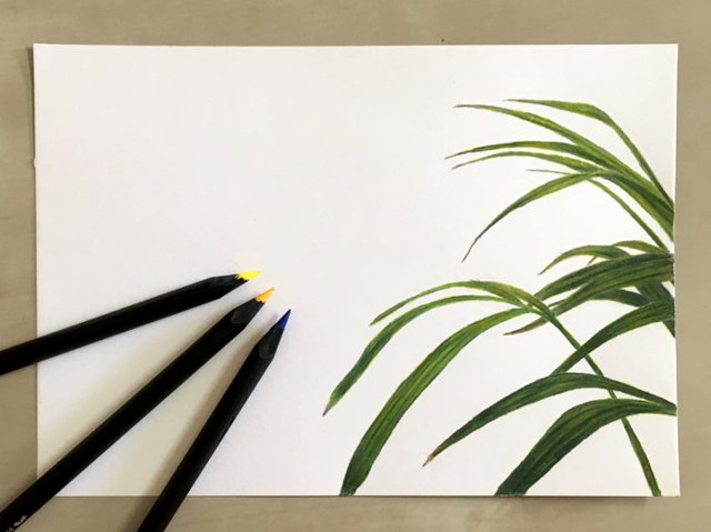 leaves-drawing-with-colored-pencils.jpg