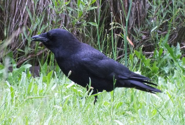 CT0298-Crow1.JPG