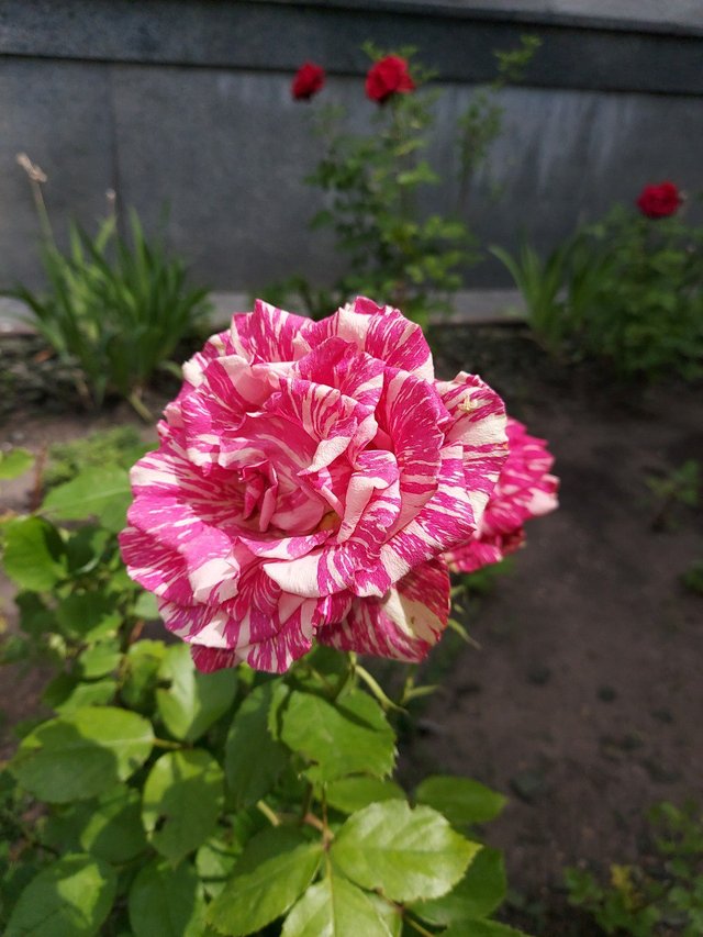 IMG_0065.jpeg