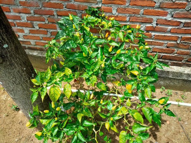 IMG20250712131723.jpg