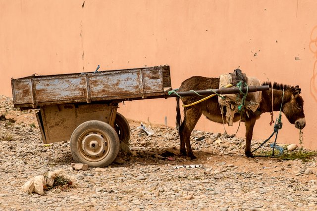 closeup-shot-donkey-with-load-its-back-standing-coral-wall.jpg