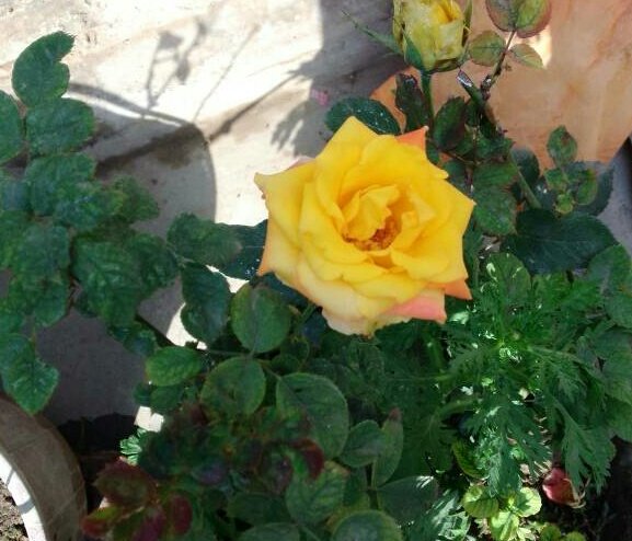 Natural_yellow_Rose.jpg