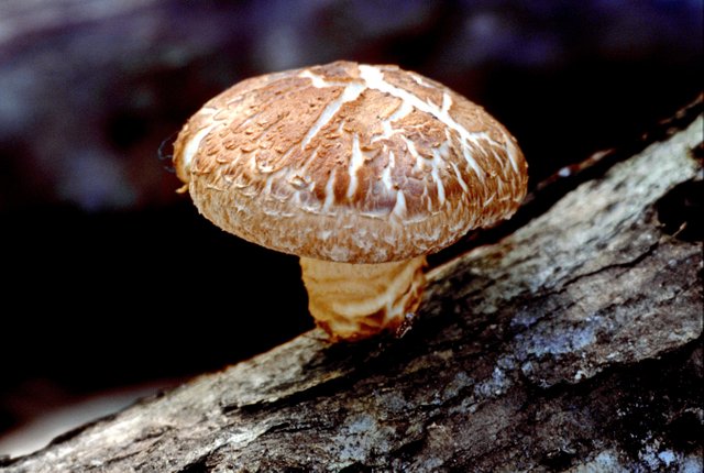 Shiitake_mushroom.jpg