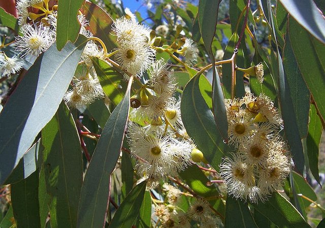 Eucalyptus_flowers.jpg
