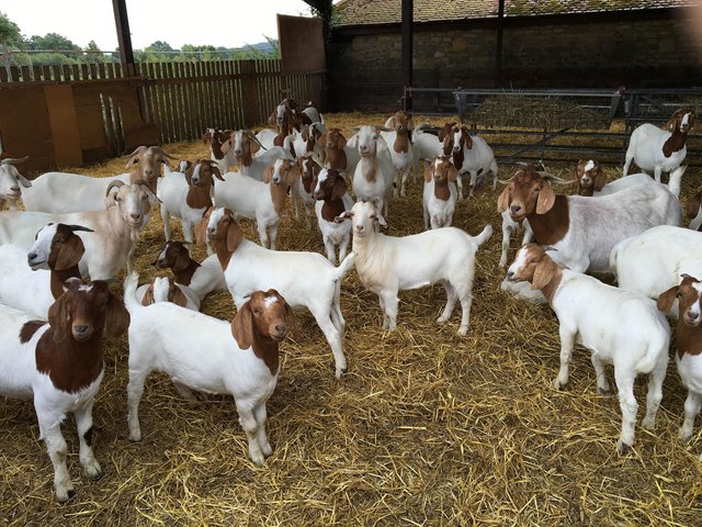 How to start Goat farming In Nigeria !! — Steemit