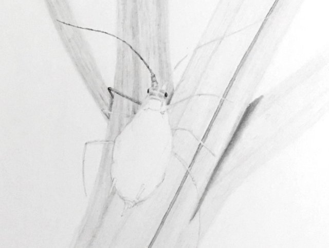 aphid-background-drawing.jpg