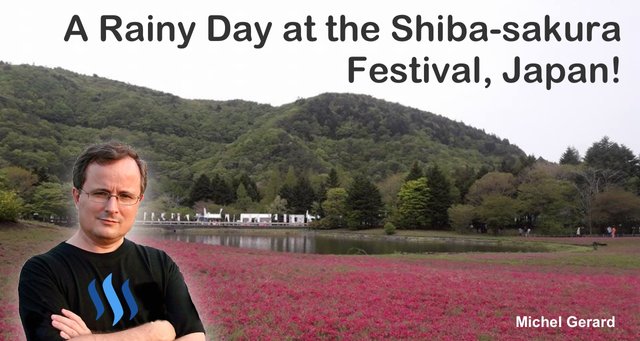 A Rainy Day at the Shiba-sakura Festival, Japan!